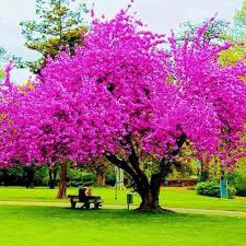 Pink flowering trees top choices for your landscape. Glaucia Zanetti On Instagram Pink Flowering Trees Flowering Trees List Of Flowers