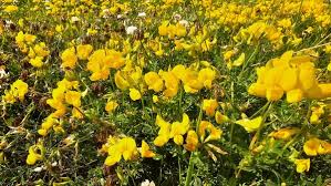 Image result for Adenocarpus