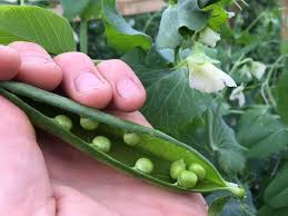 Your snow peas react to too much water in the same way they react to too little water: How To Grow Climbing Peas Beans
