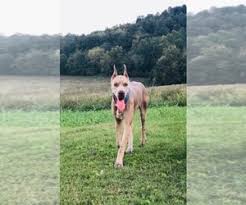Collection by buckeye puppies • last updated 3 weeks ago. Great Dane Verified Dog Breeders Near Sellersburg Indiana Usa Page 1 10 Per Page Puppyfinder Com