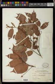 Image result for Cleistanthus polystachyus