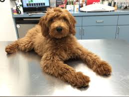 Goldendoodle teddy bear cut pictures. Teddy Bear Goldendoodle Cut Online