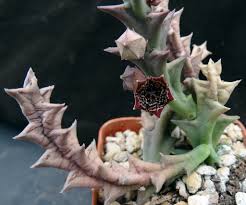 Image result for Orbea rogersii