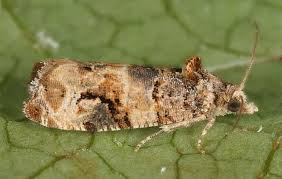 Image result for Lobesia botrana grapevine