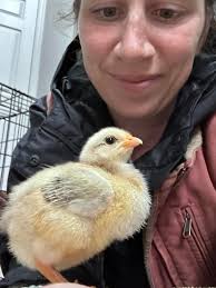 Hatching eggs ONLY!! Several dozen. 6 a dozen located in Mason County