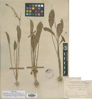 Image result for Butomopsis