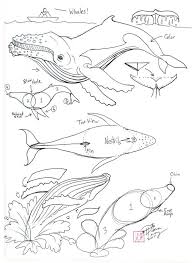 Facebook youtube pin interest instagram. Draw A Humpback Whale Whale Drawing Whale Art Animal Drawings