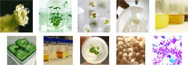 Check spelling or type a new query. Plant Cell Culture Technology