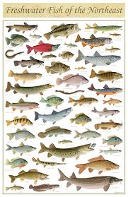 Freshwater Fish Of The Northeast Poster 11x17 Inch Print By Etsy Freshwater Fish Fish Chart Fish