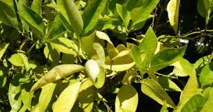 Why Are The Leaves On My Lemon Tree Turning Yellow Citrus Trees Citrus Plant Dwarf Fruit Trees