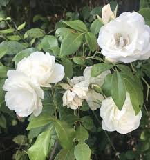 Image result for Isoglossa floribunda