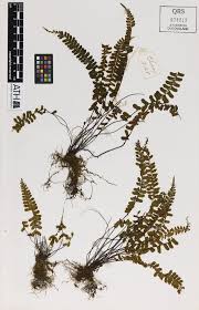 Image result for Asplenium normale