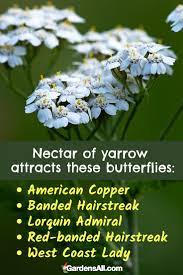 17 Best Plants And Flowers For Attracting Butterflies Gardensall