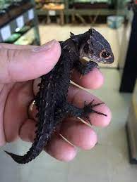 Crocodile skink for sale near me. Red Eyed Crocodile Skink Caresheet Reptile Rapture