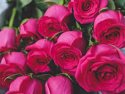 Online flower delivery shops are popular because of the convenience they provide their customers who are too busy with work or don't have the luxury to are you ready to try the services of an online flower delivery brisbane? Flower Delivery Brisbane Mr Roses
