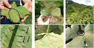 Image result for Tetranychidae grapevine