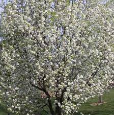 Narrow elliptical leaves sometimes appear before the flowers fall. 7 Inexpensive Landscaping Trees Evansville Lawn Landscape