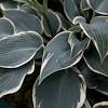 If you have a shady spot in your garden, these shrub varieties will suit nicely. Https Encrypted Tbn0 Gstatic Com Images Q Tbn And9gctm9dqu1oy9mtpqikul6j6atjrfz V Tpmxtee8s5bnw6 1m6qk Usqp Cau
