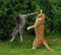 In order not to lose, the player needs to follow the cat's concentration indicator and not accidentally hit a brick. Karate Cats Cat Humor
