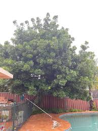 Image result for Terminalia phanerophlebia