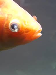 Is This Cloudy Eye And If So How Would One Treat It Goldfish