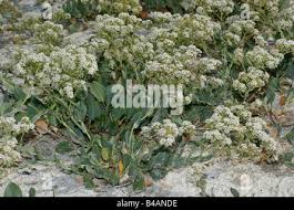 Image result for Cressa cretica