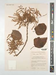 Image result for Tetradenia urticifolia
