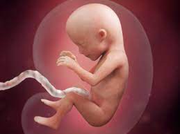15 Wochen Schwanger Babycenter