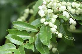 Image result for Eulophia livingstoneana