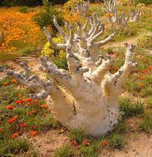 Image result for Cyphostemma zombense