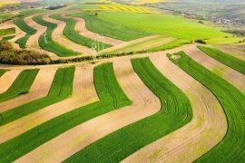 Image result for Hyparrhenia familiaris