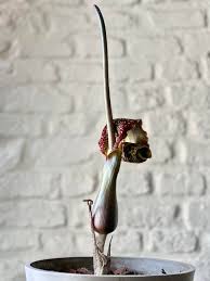 Image result for Sauromatum venosum