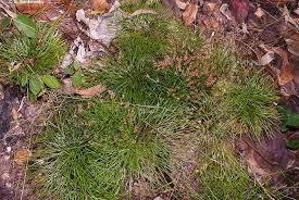 Image result for Schizaea