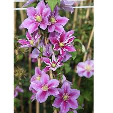 Check spelling or type a new query. Clematis Plant Piilu Dobies