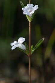 Image result for Dyschoriste radicans