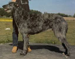 Deerhound