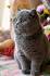 British Shorthair - Wikipedia