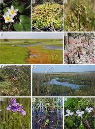 Image result for Laurembergia tetrandra