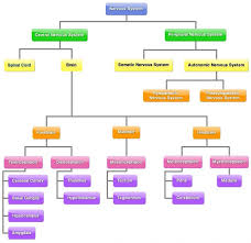 Organization Of The Nervous System Autonomic Nervous