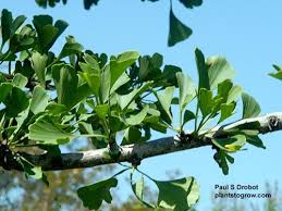 Image result for Ginkgoaceae