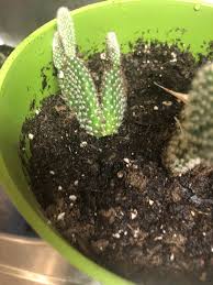 If a piece of the jointed, succulent stem accidentally breaks, you may be able to turn it into a new plant. Cats Knocked Over My Angel Wing Cactus Is There A Way To Make This Piece That Broke Off Grow Plants