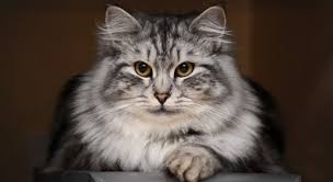 Всемирный день кошек (world cat day) отмечается ежегодно 8 августа по инициативе международного фонда по защите животных «animal welfare». Den Koshek 2020 Istoriya Prazdnika Luchshie Video S Koshkami Kartinki Unian