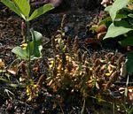 Image result for Eriosema flemingioides