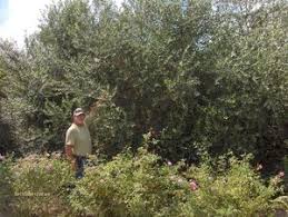 Olive Tree Growers Olive Tree Varieties Arbequina