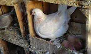 Jenis makanan ini sangat umum digunakan sebagai variasi pakan burung merpati. Begini Tatalaksana Pemeliharaan Burung Merpati Suara Peternakan