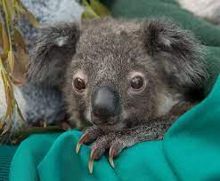 Hang On Little Koala San Diego Zoo Kids Koala Cute Funny Animals Koala Marsupial