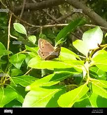 Image result for Lopinga achine