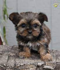 Minnie Teacup Shorkie Puppy For Sale In Ronks Pa Lancaster Puppies Shorkie Puppies Shorkie Puppies For Sale Lancaster Puppies