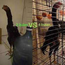 Tahukah anda ada banyak manfaat kopi hitam tanpa gula, baik bagi pria maupun wanita? Kyojin Pakan Ayam Raksasa Home Facebook
