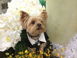 Check spelling or type a new query. Pin On Doggy And Flowers